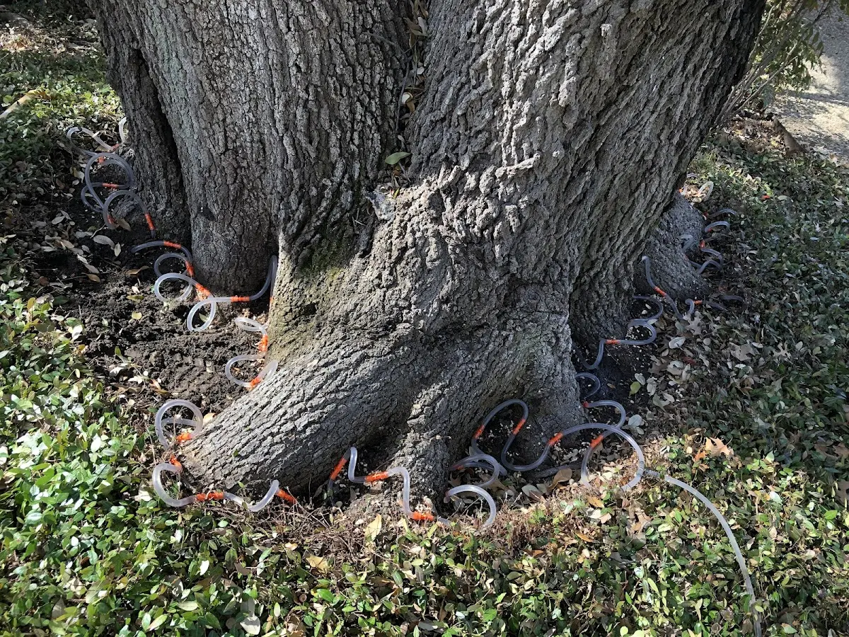 Detailed Tree Cabling and Bracing job site in Garnerville