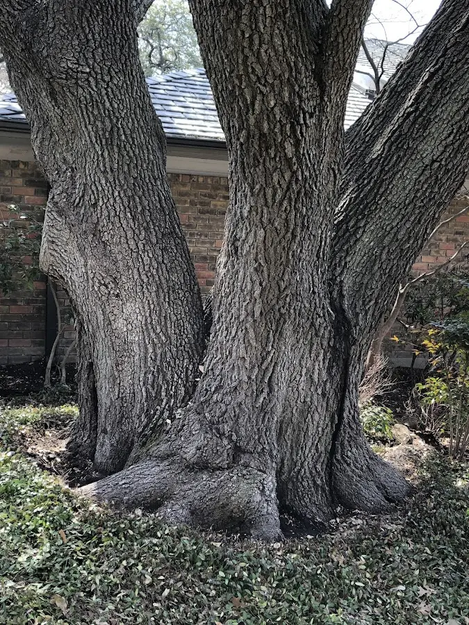 Mature heritage tree close to a Garnerville property cared for by certified arborists